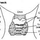 (PDF) Thyroid Gland and Its Rule in Human Body
