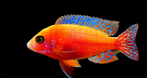 Reef Safe Wrasse - The Pet Supply Guy