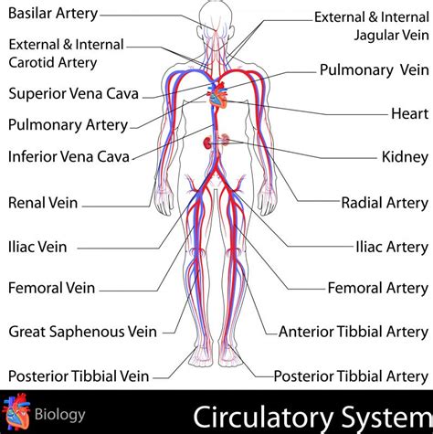 What is the Jugular Vein? (with pictures)