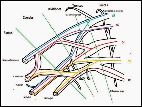 Morfofisiologia - Osteologia: PLEXOS NERVIOSOS.