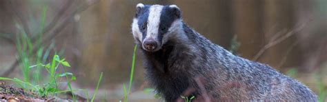 Badger Surveys | Badger Sett Assessments | Badger Activity Surveys