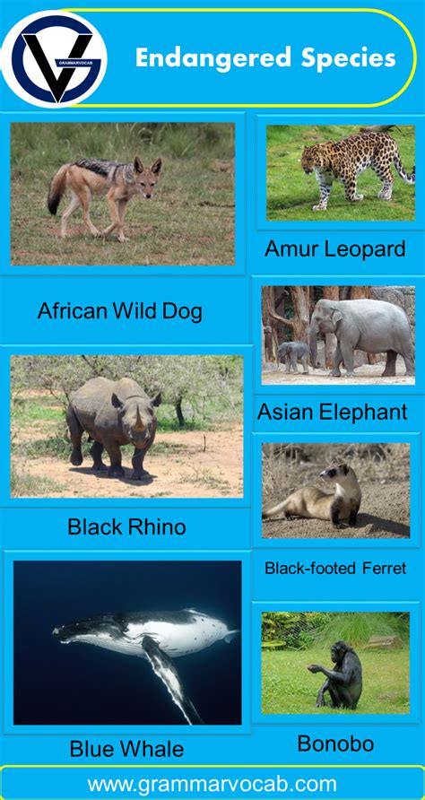 Animals Endangered Species List - GrammarVocab