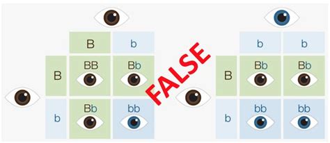 Dominant And Recessive Traits Eye Color