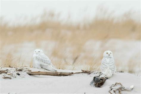 Owl Photography: How To Ethically Create Unique Images