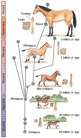 Evolution -- Paleontology & Fossil Record