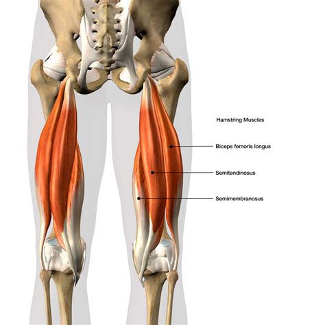 Behandlung der Hamstring-Muskeln bei Läufern | Hamstring Muscles ...