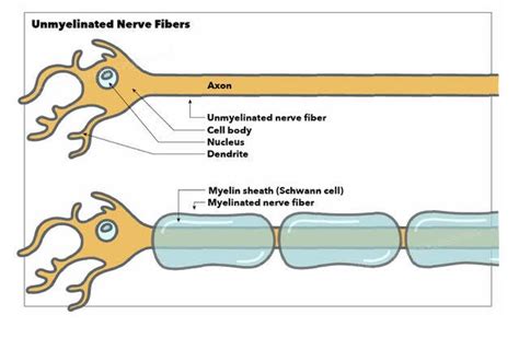 [Figure, Unmyelinated and Myelinated Nerve Fibers...] - StatPearls ...