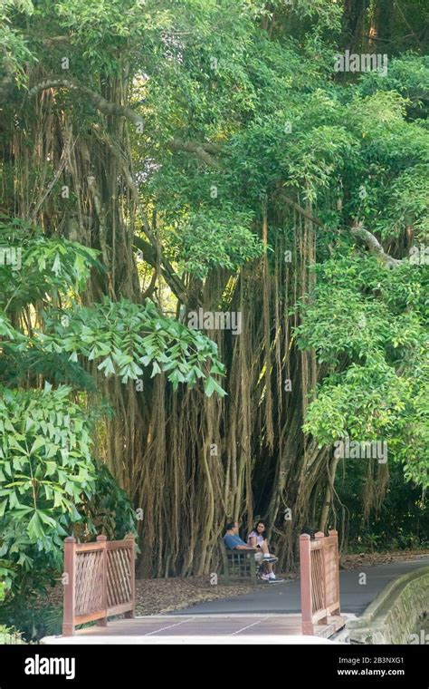 Heritage trees, Singapore Botanic Gardens Stock Photo - Alamy