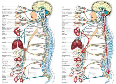 Human Body Organs Diagram