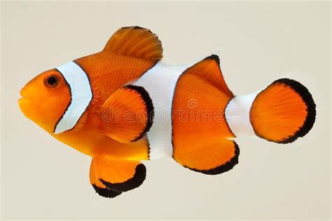 Clownfish Photographed on White Backgroun. Side view of a clown anemone ...