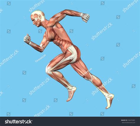 Anatomy Man Running Sprint Motion Featuring: стоковая иллюстрация ...