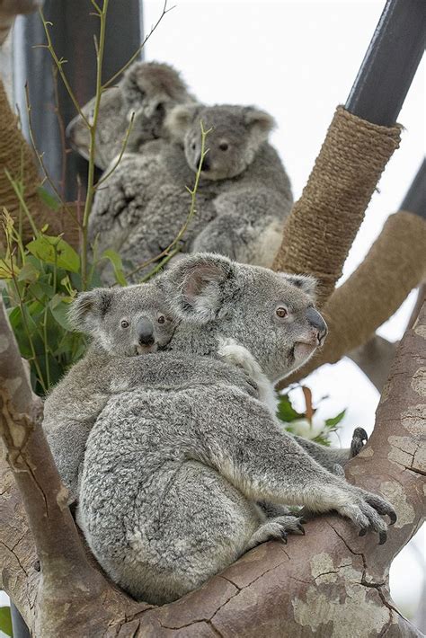 Learn about the San Diego Zoo's successful koala loan program: zoonooz.sandiegozoo.org/zoonooz ...