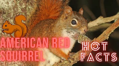 American Red Squirrel facts 🐿 Pine Squirrel 🐿 North American Red ...