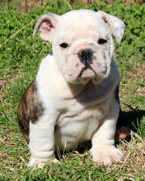 Miniature English Bulldog Puppies For Sale | Baton Rouge, LA #261006