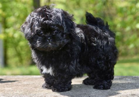 Peekapoo Puppies for Sale Near Me | Central Park Puppies