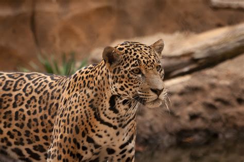 jaguar, Wild, Cat Wallpapers HD / Desktop and Mobile Backgrounds