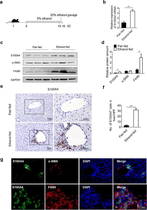 Alcohol exposure promotes S100A4 expression in the liver. Groups of ...