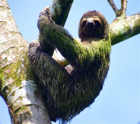 15 Fun Facts about Sloths in the Rainforest | Enchanting Costa Rica