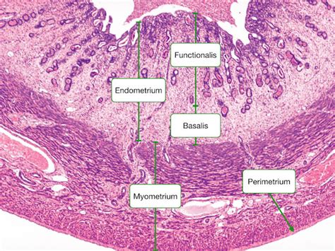 Ovary and Follicle Development