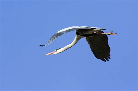 Grey Heron Flying Photograph by Duncan Shaw - Fine Art America