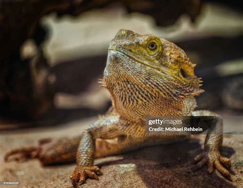 Pogona High-Res Stock Photo - Getty Images