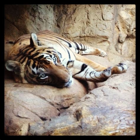 Birmingham Zoo @The Birmingham Zoo | Birmingham zoo, Zoo, Animals