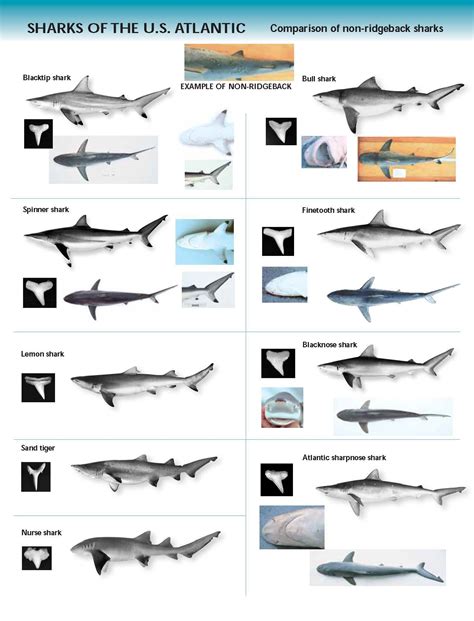 Shark, Types of sharks, Shark fishing