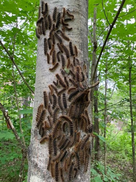 Gypsy moth caterpillar invasion: 'It's a plague' - Adirondack Explorer