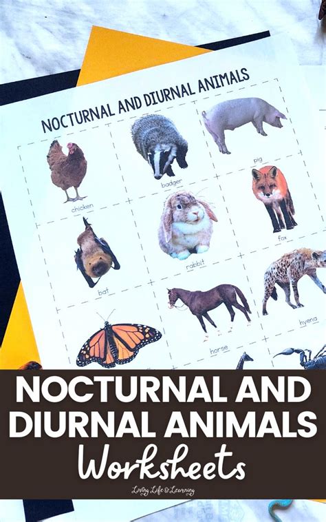 Nocturnal and Diurnal Animals Worksheets : A Fun Learning Resource