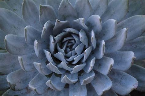 blue cactus | Blue cactus, Cactus, Flowers