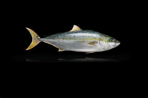 A natural inhabitant of the cold, clean waters of Southern Australia, the Yellowtail Kingfish ...