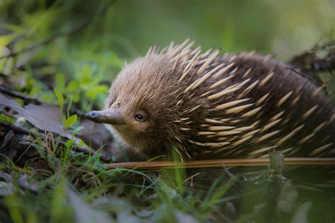 Short-Beaked Echidna | Sean Crane Photography