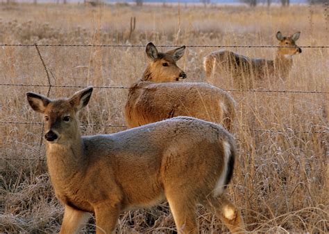 Three on the Prairie | Quivira National Wildlife Refuge is o… | Flickr