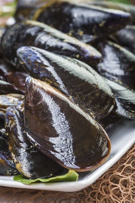 Fresh And Alive Mussels For Cooking Stock Image - Image of boliled, cooking: 116459879