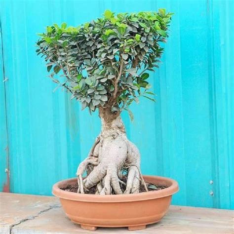 Green 10 Years Old Ficus Plant Plant, For Garden, 25 Feet at Rs 5000/piece in Greater Noida