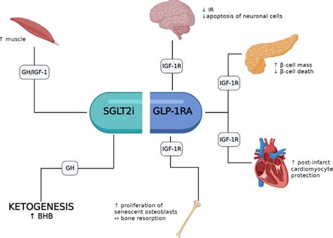 GLP-1 agonists