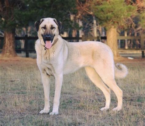 Kangal Shepherd Dog - Wikipedia