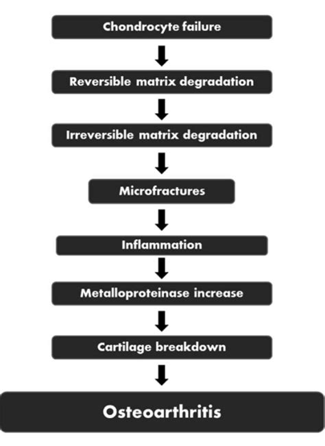 Pathophysiology of osteoarthritis | Download Scientific Diagram