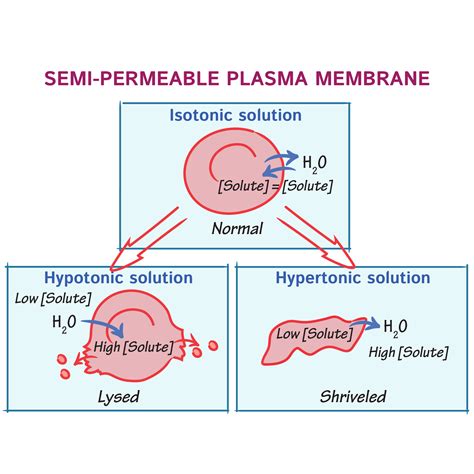 Biochemistry Glossary: Osmosis & Osmolarity: 3. Membrane Semi-Permeability | ditki medical ...