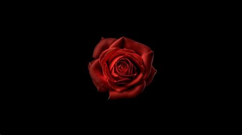 Red Rose Wallpaper For Pc - Infoupdate.org