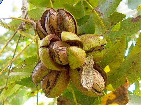 Plant pecan trees in winter