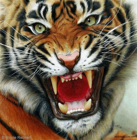 Realistic drawing tiger by nicole rebbert http://myartmagazine.com/art ...