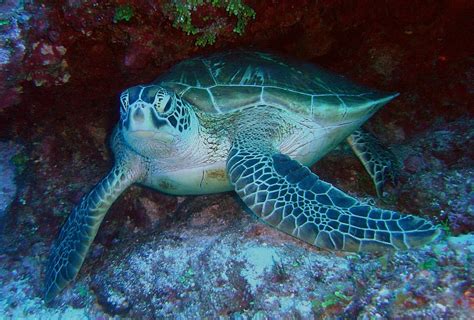 Green sea turtles have been eating at the same places since the Bronze Age | Courthouse News Service