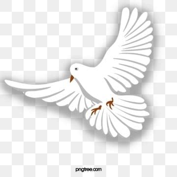 Dove Bird Peace Clipart