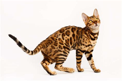 Bengal cat behavior - 13 issues you should know