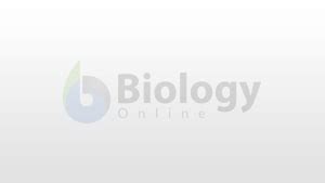 Oxic Definition and Examples - Biology Online Dictionary