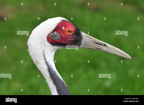 White Naped Crane Stock Photo - Alamy