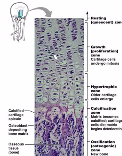 Endochondral Ossification and Intramembranous Ossification | Bone and Spine