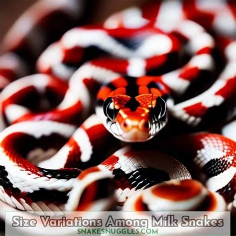 Smallest of the Milk Snakes: Exploring the Mexican Milk Snake