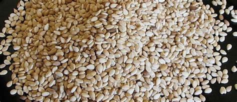 Gingelly Seeds Buy gingelly seeds in Hosur Tamil Nadu India from Vandanaa Traders